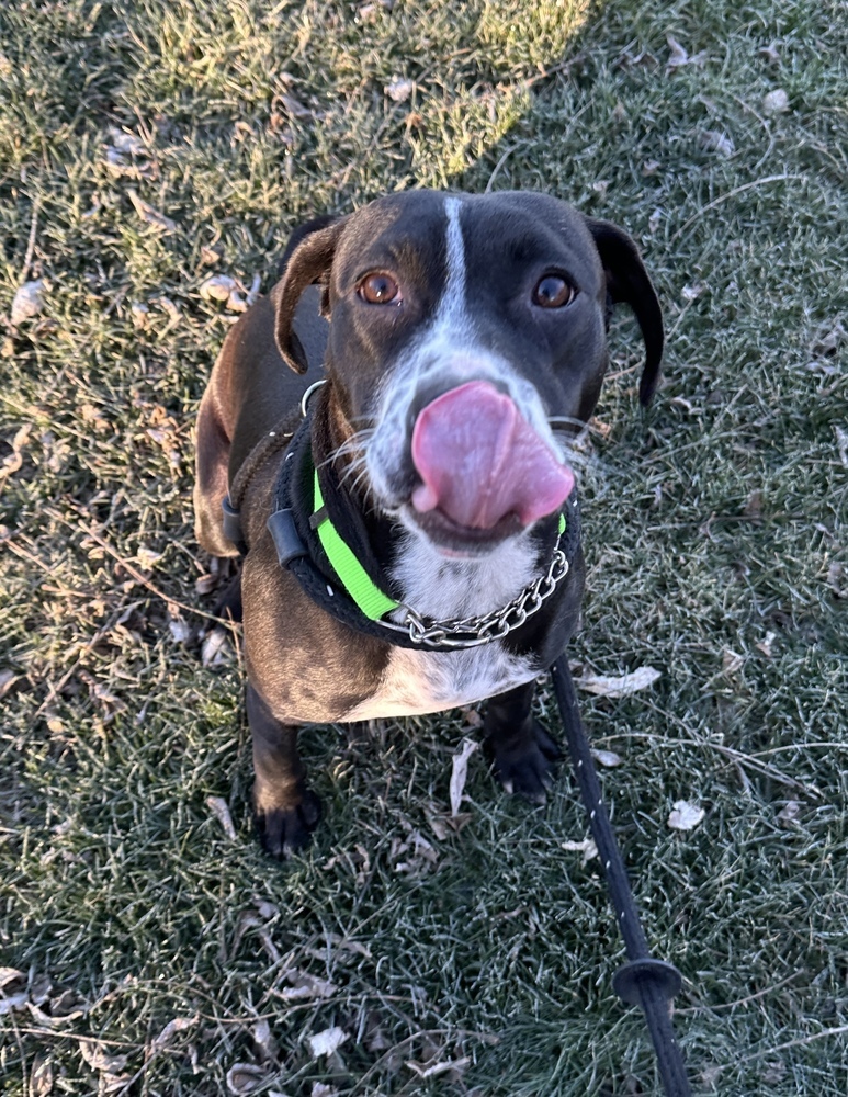 Lady Bug (Fostered in LaVista)