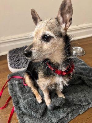  available for our foster to adopt program  Meet Sugar Sugar is a spirited and adorable 10lb Chih