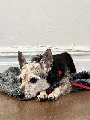  available for our foster to adopt program  Meet Sugar Sugar is a spirited and adorable 10lb Chih