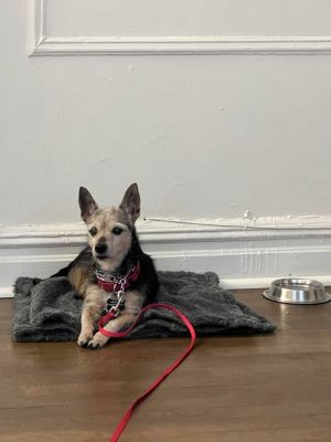  available for our foster to adopt program  Meet Sugar Sugar is a spirited and adorable 10lb Chih
