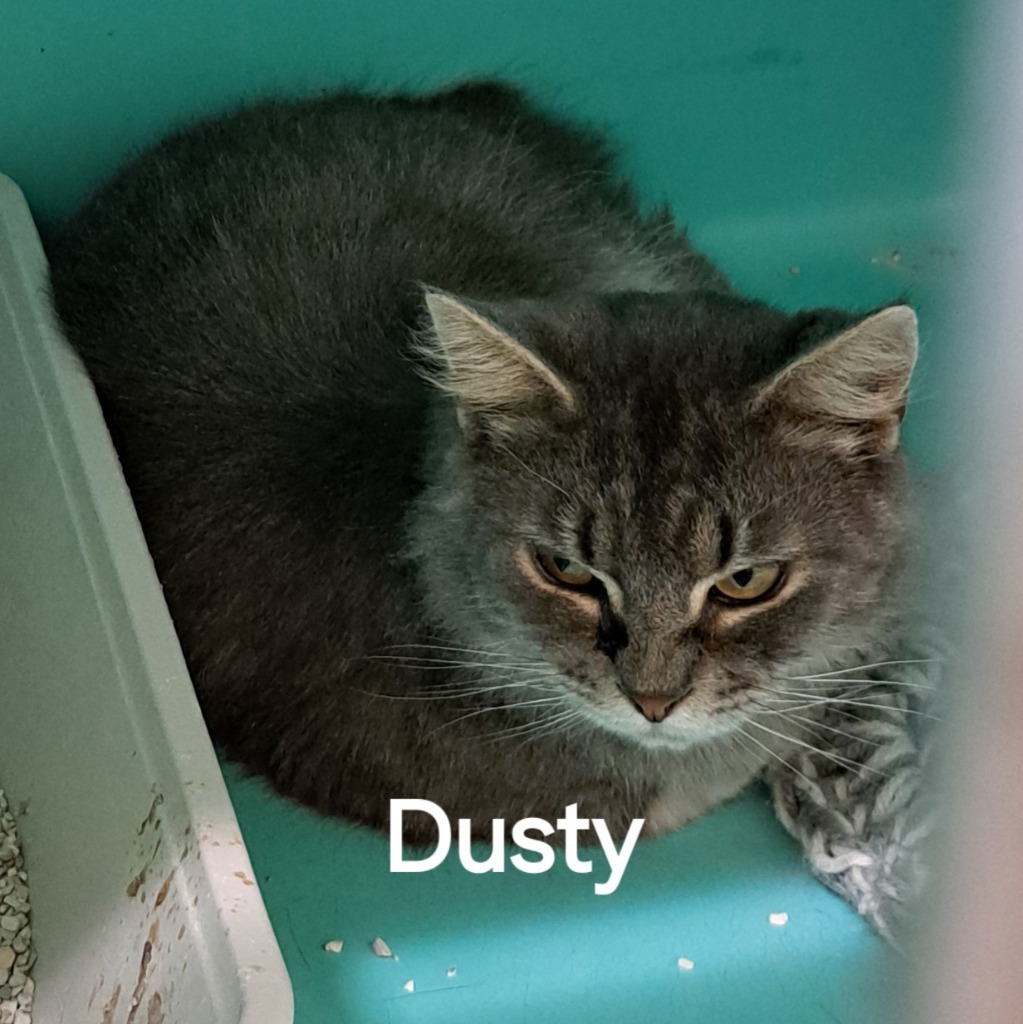 Dusty, an adoptable Domestic Medium Hair in Plattsburgh, NY, 12901 | Photo Image 1
