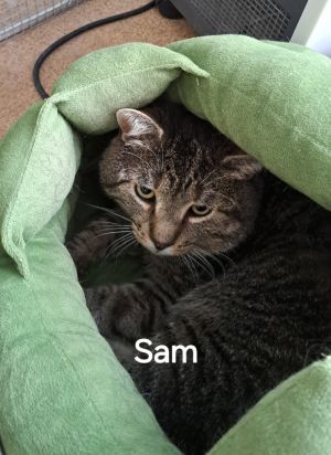 Sam, Adult Male unknown