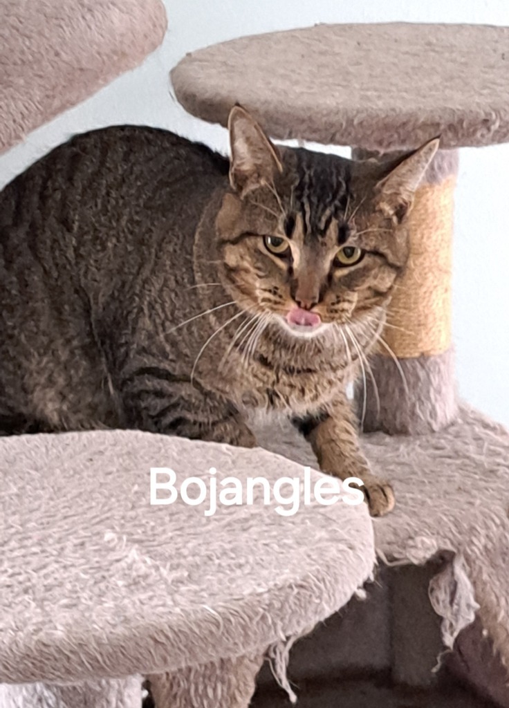 Bojangles