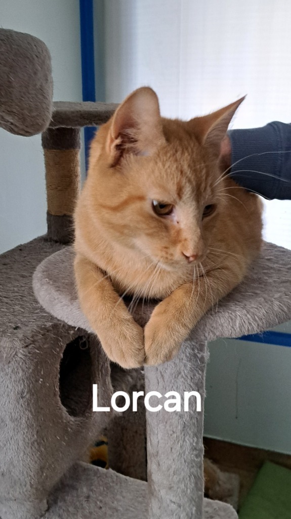 Lorcan