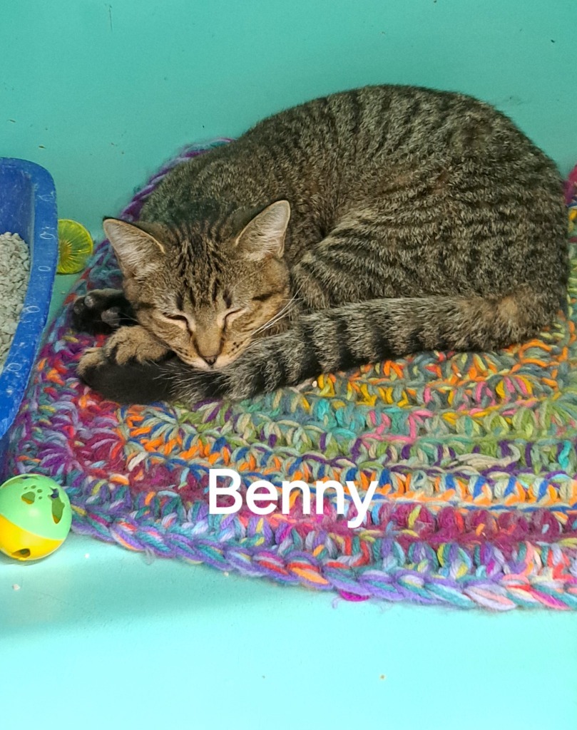 Benny, an adoptable Domestic Short Hair in Plattsburgh, NY, 12901 | Photo Image 1