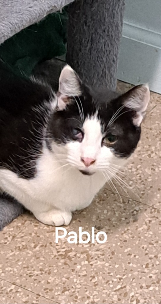 Pablo, an adoptable Domestic Short Hair in Plattsburgh, NY, 12901 | Photo Image 1