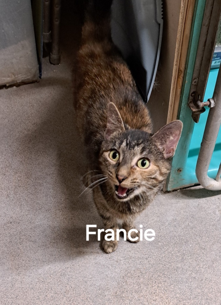 Francie