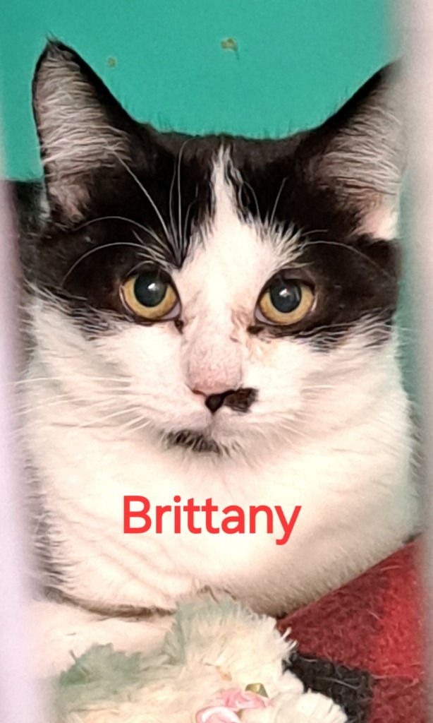 Brittany