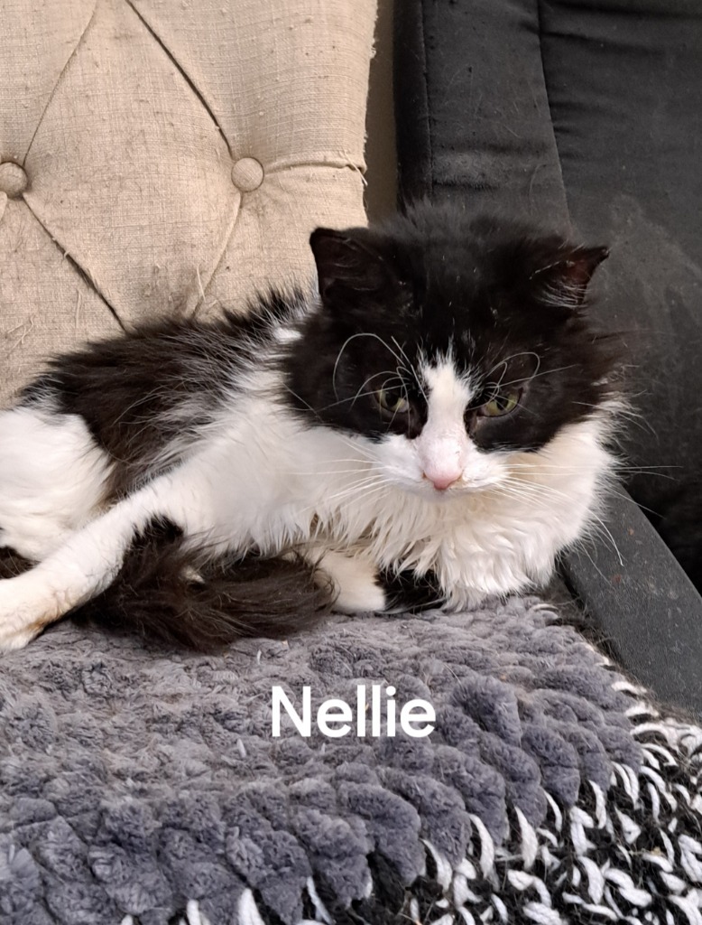 Nellie