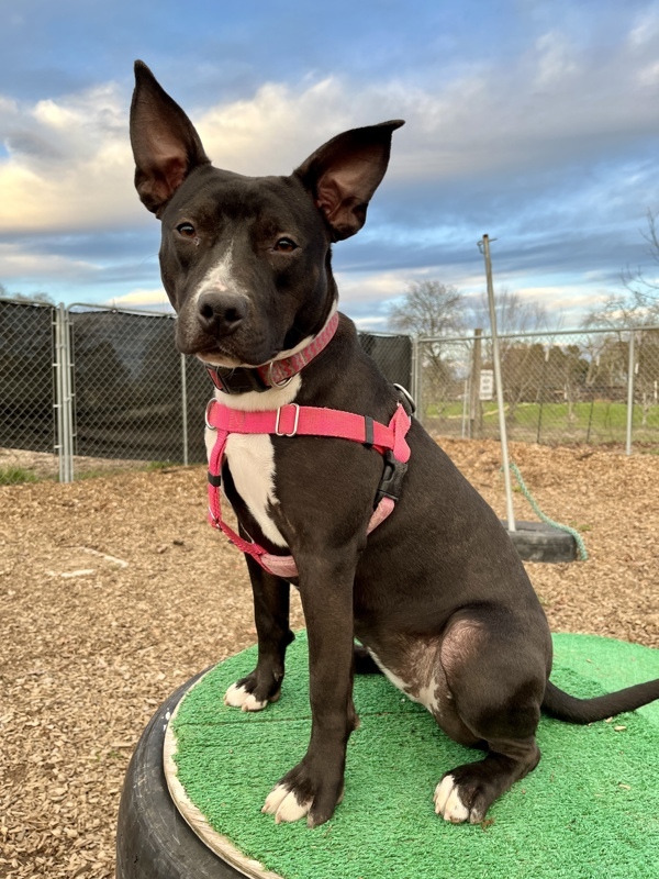 Samara, an adoptable American Staffordshire Terrier in Santa Rosa, CA, 95401 | Photo Image 2