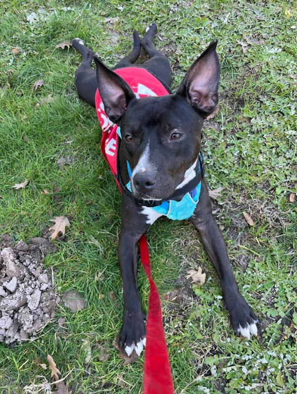 Samara, an adoptable American Staffordshire Terrier in Santa Rosa, CA, 95401 | Photo Image 3
