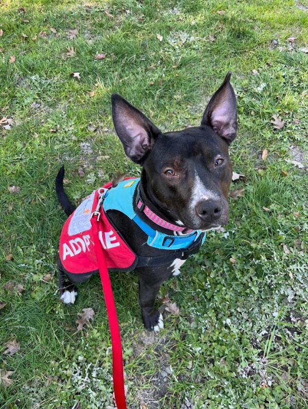 Samara, an adoptable American Staffordshire Terrier in Santa Rosa, CA, 95401 | Photo Image 4