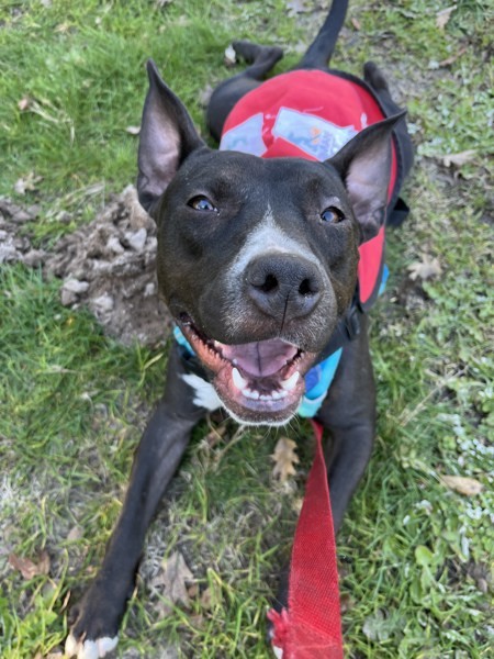 Samara, an adoptable American Staffordshire Terrier in Santa Rosa, CA, 95401 | Photo Image 5