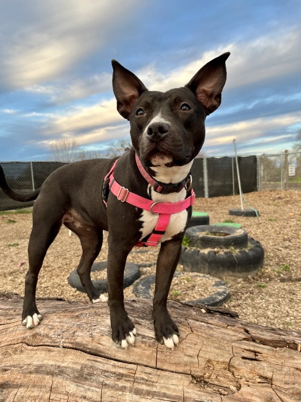 Samara, an adoptable American Staffordshire Terrier in Santa Rosa, CA, 95401 | Photo Image 6