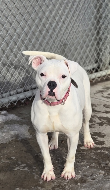 Wednesday, an adoptable Boxer, Pit Bull Terrier in Fergus Falls, MN, 56537 | Photo Image 1