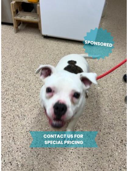 Wednesday, an adoptable Boxer, Pit Bull Terrier in Fergus Falls, MN, 56537 | Photo Image 2