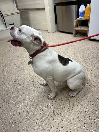 Wednesday, an adoptable Boxer, Pit Bull Terrier in Fergus Falls, MN, 56537 | Photo Image 3