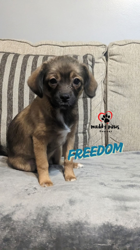 Freedom, an adoptable Corgi, Pomeranian in Council Bluffs, IA, 51503 | Photo Image 1