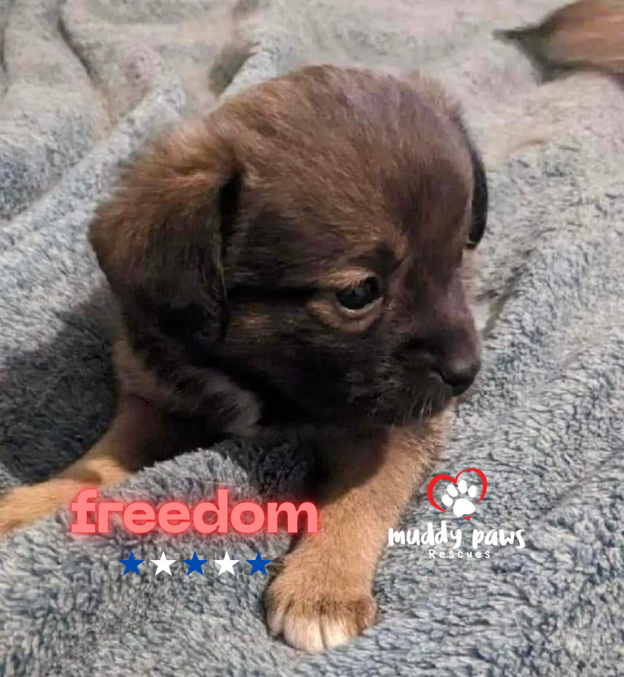 Patriotic Litter: Freedom