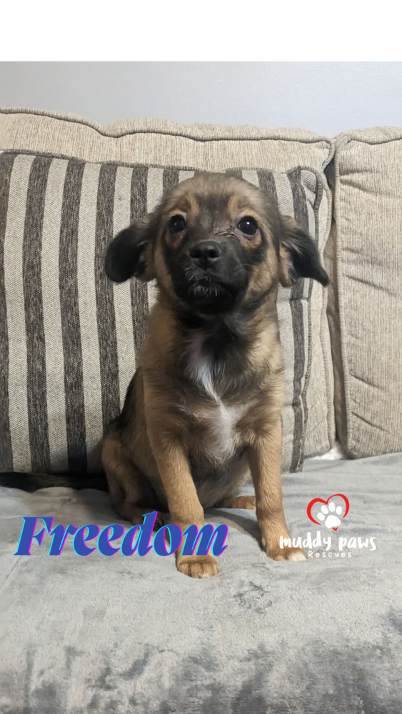 Freedom, an adoptable Corgi, Pomeranian in Council Bluffs, IA, 51503 | Photo Image 3