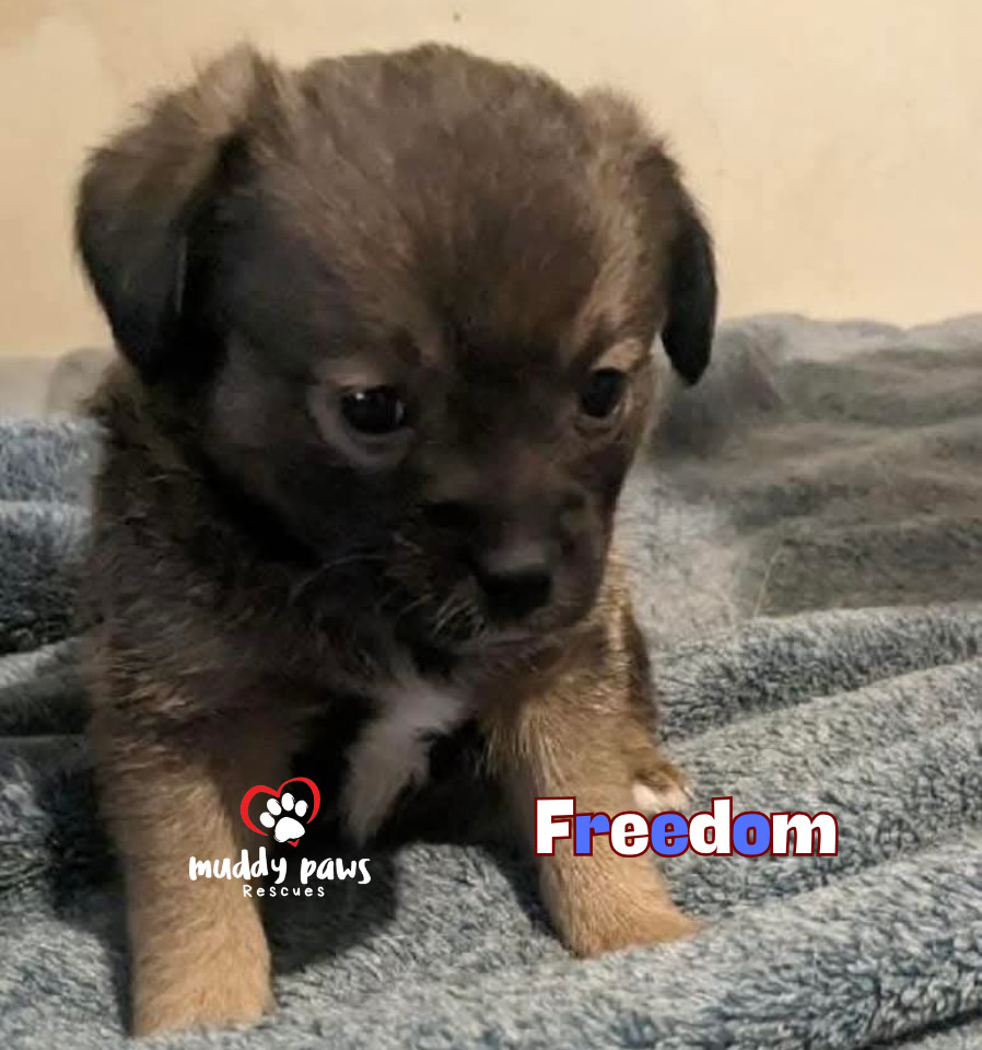 Freedom, an adoptable Corgi, Pomeranian in Council Bluffs, IA, 51503 | Photo Image 5