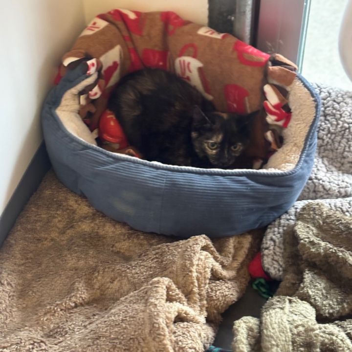 Lydia (bonded with Hannibal) 2