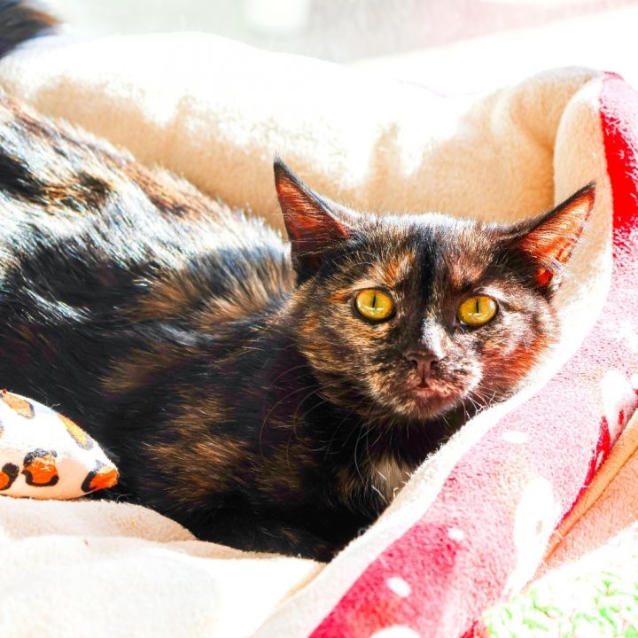 Lydia (bonded with Hannibal) 4