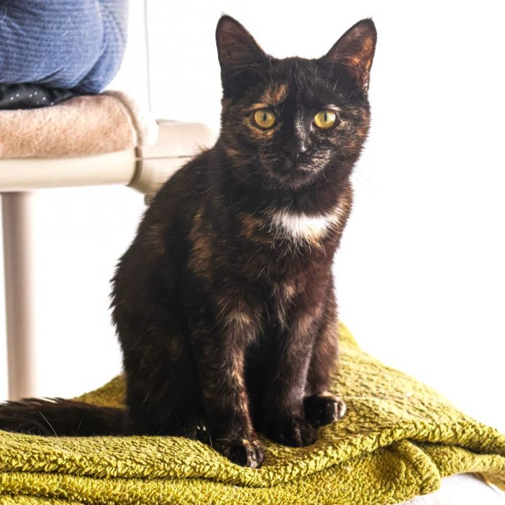 Lydia (bonded with Hannibal) 6