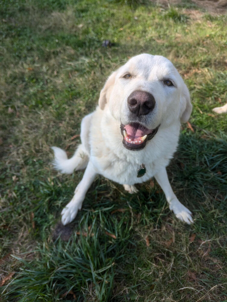 Floki, an adoptable Maremma Sheepdog, Akbash in Chattanooga, TN, 37421 | Photo Image 1