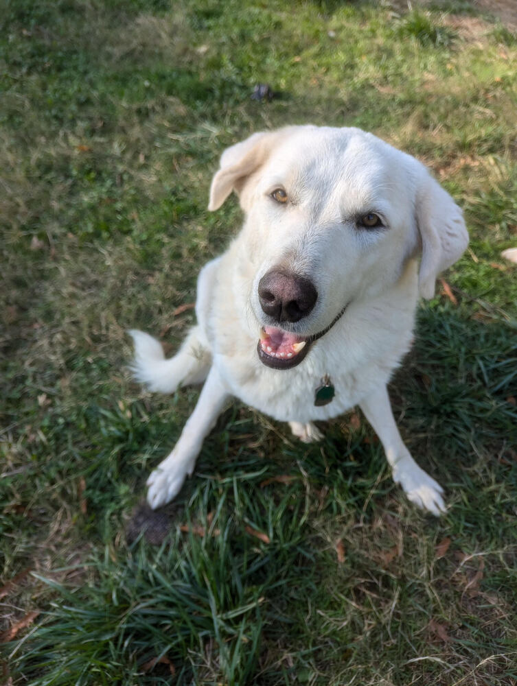 Floki, an adoptable Maremma Sheepdog, Akbash in Chattanooga, TN, 37421 | Photo Image 2