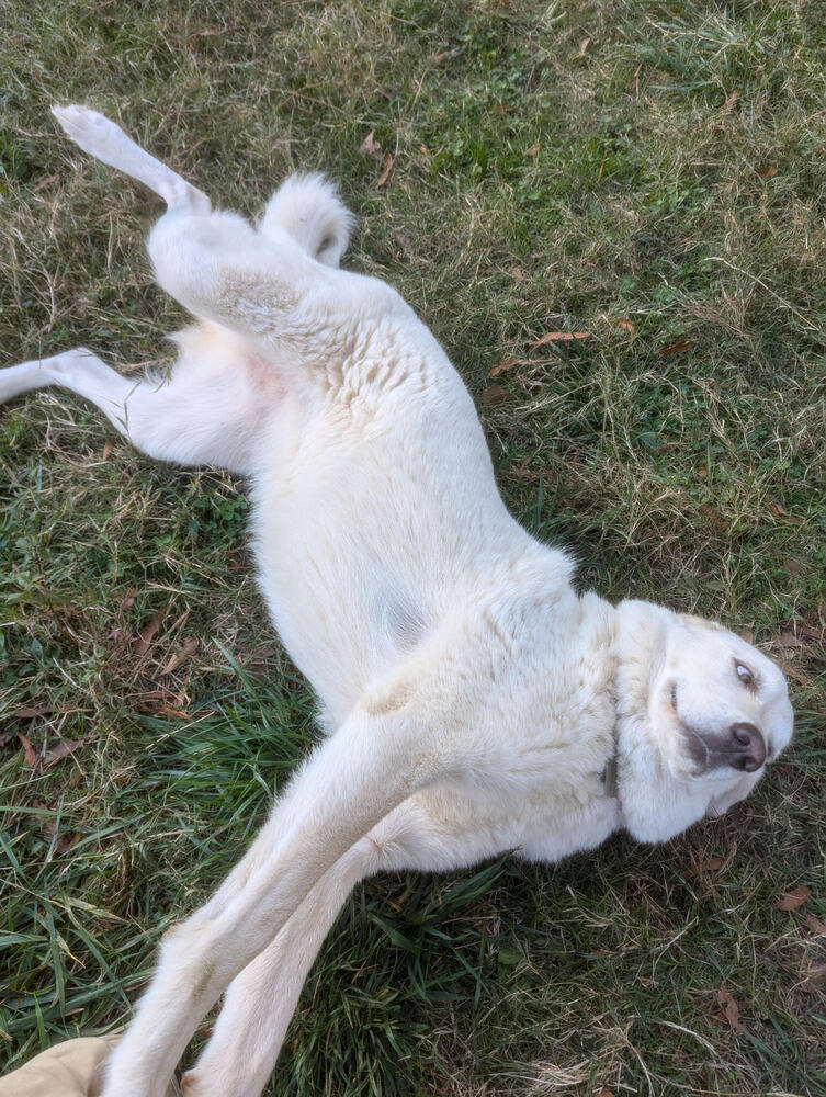 Floki, an adoptable Maremma Sheepdog, Akbash in Chattanooga, TN, 37421 | Photo Image 3