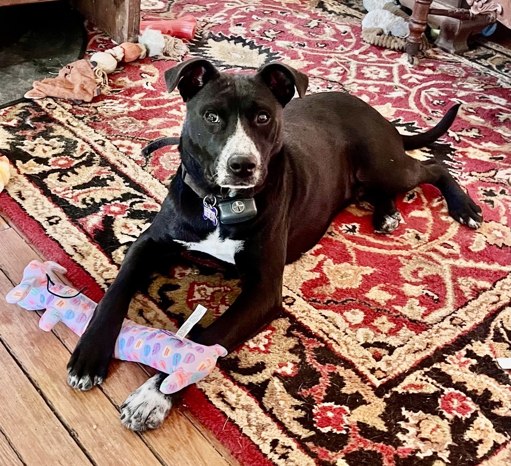 Pup Jebediah