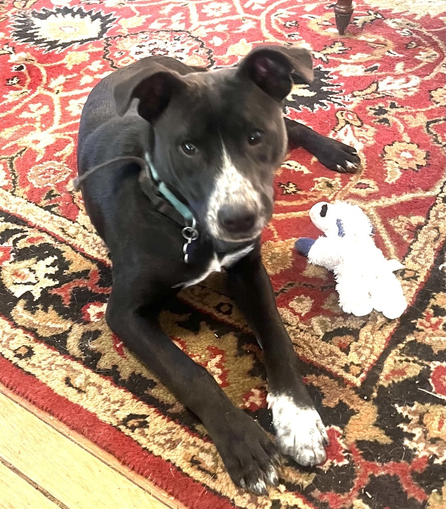 Pup Jebediah