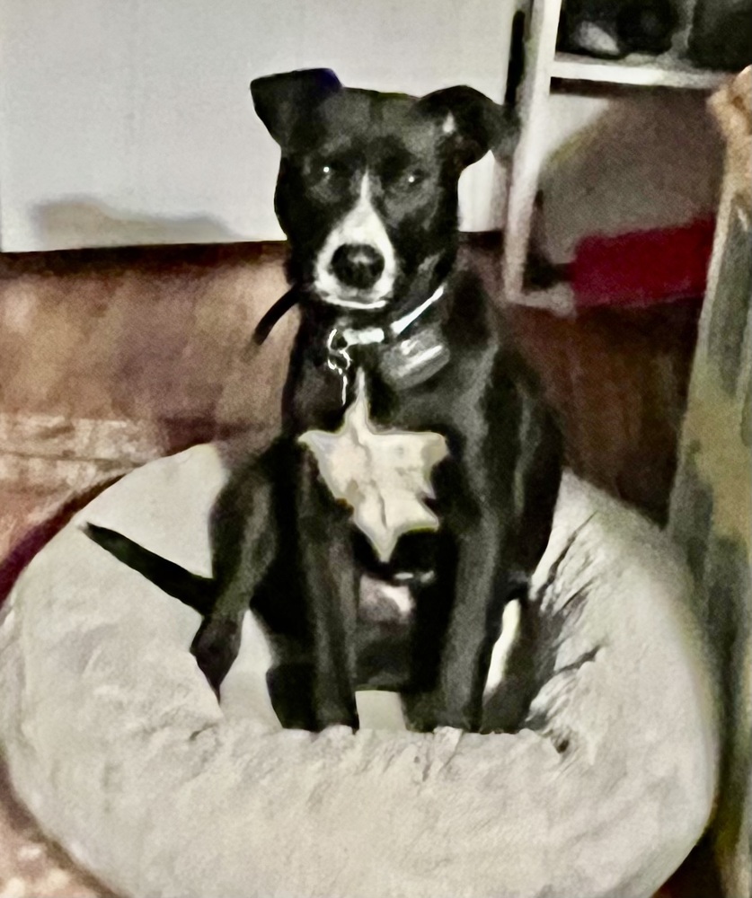 Pup Jebediah