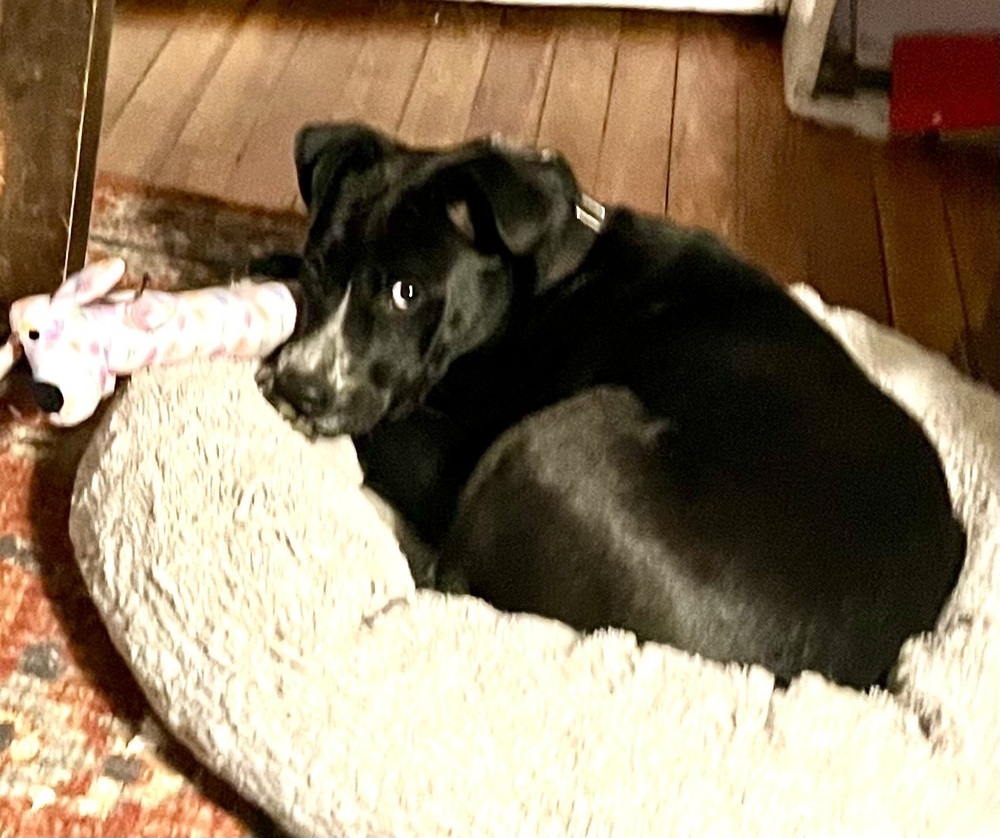 Pup Jebediah
