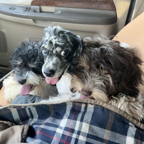 Impala, an adoptable Cockapoo in Normal, IL, 61761 | Photo Image 2