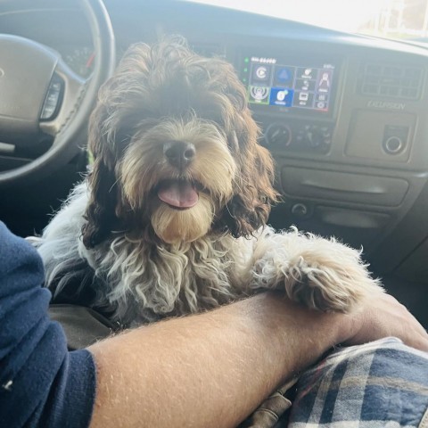 Impala, an adoptable Cockapoo in Normal, IL, 61761 | Photo Image 5