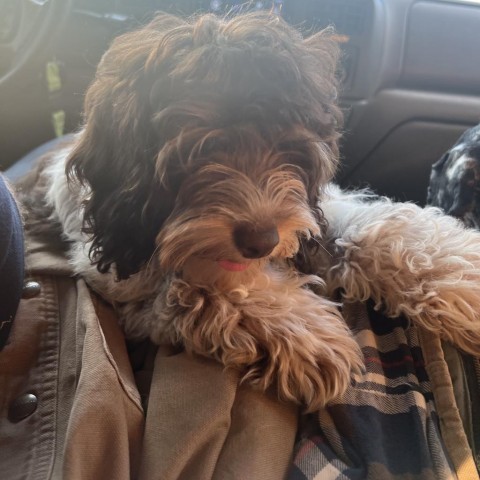 Impala, an adoptable Cockapoo in Normal, IL, 61761 | Photo Image 6