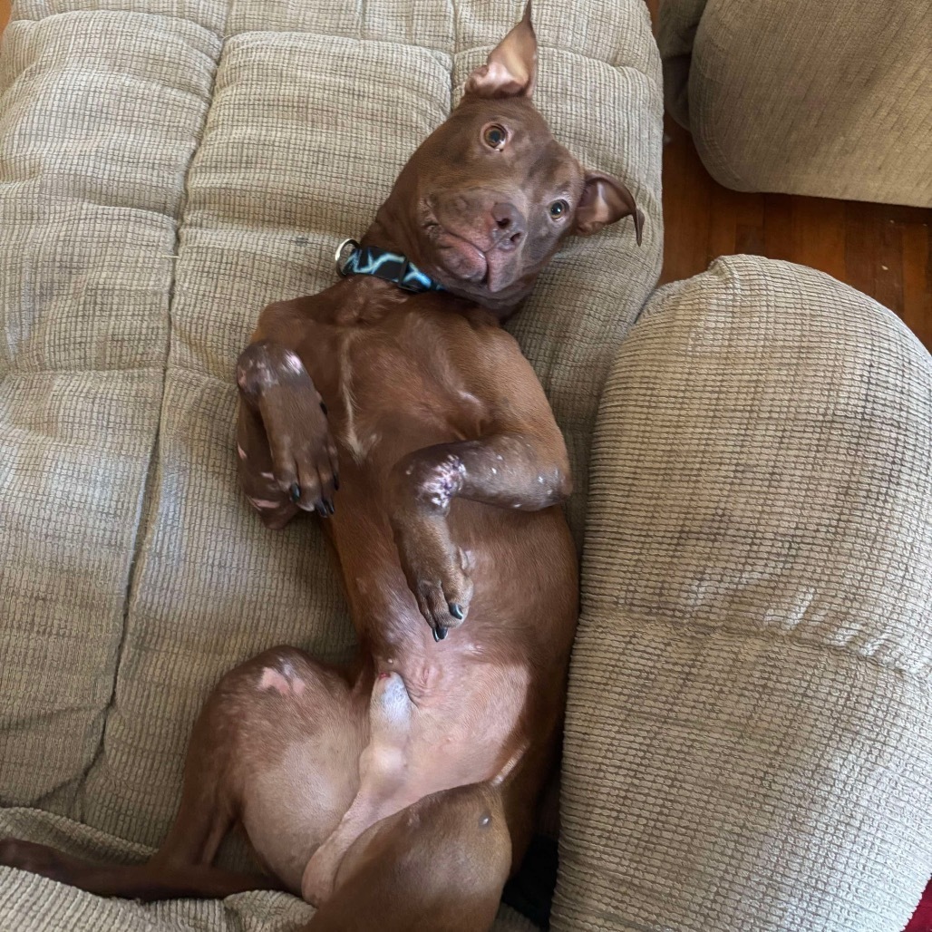 Paxton