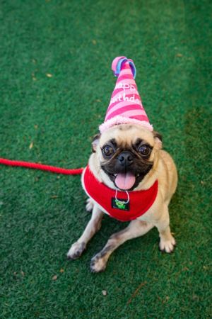 Meet Goga the Jet-Setting Survivor Goga has had quite the journey to find his way to us He was fo