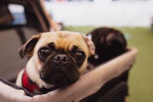 Meet Goga the Jet-Setting Survivor Goga has had quite the journey to find his 