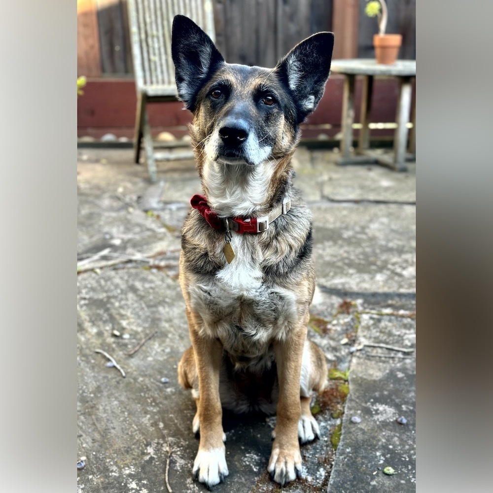 Meeko T