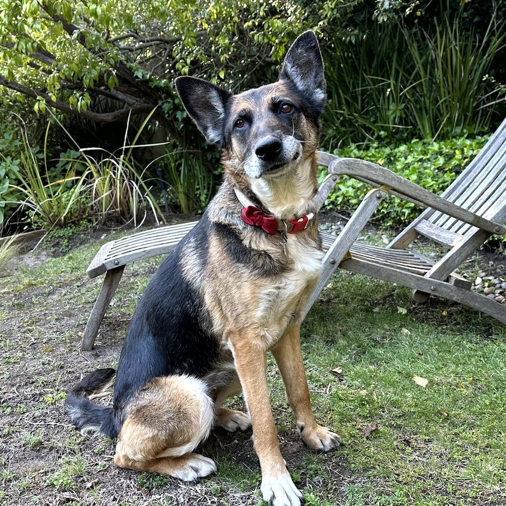 Meeko T