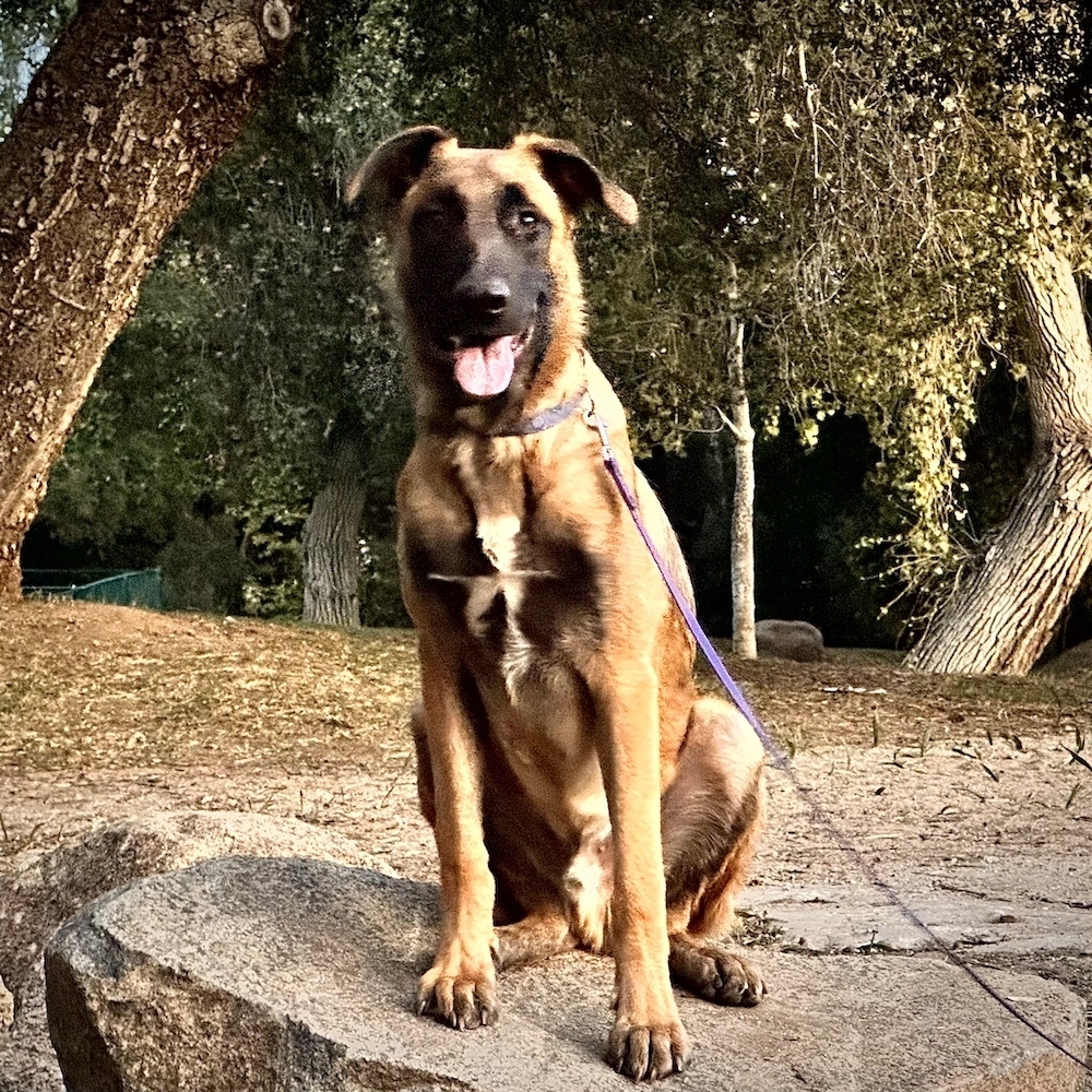 Odin