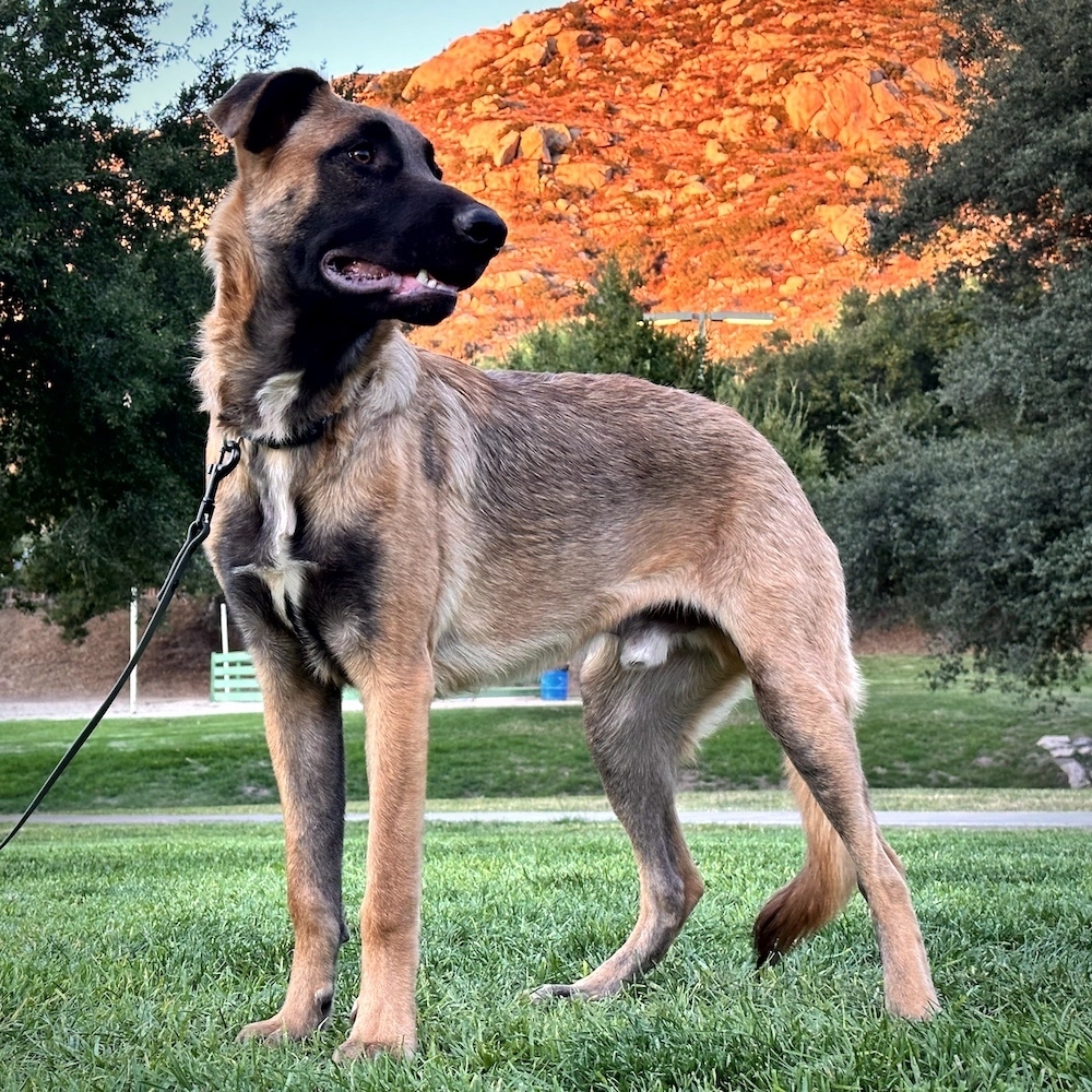 Odin