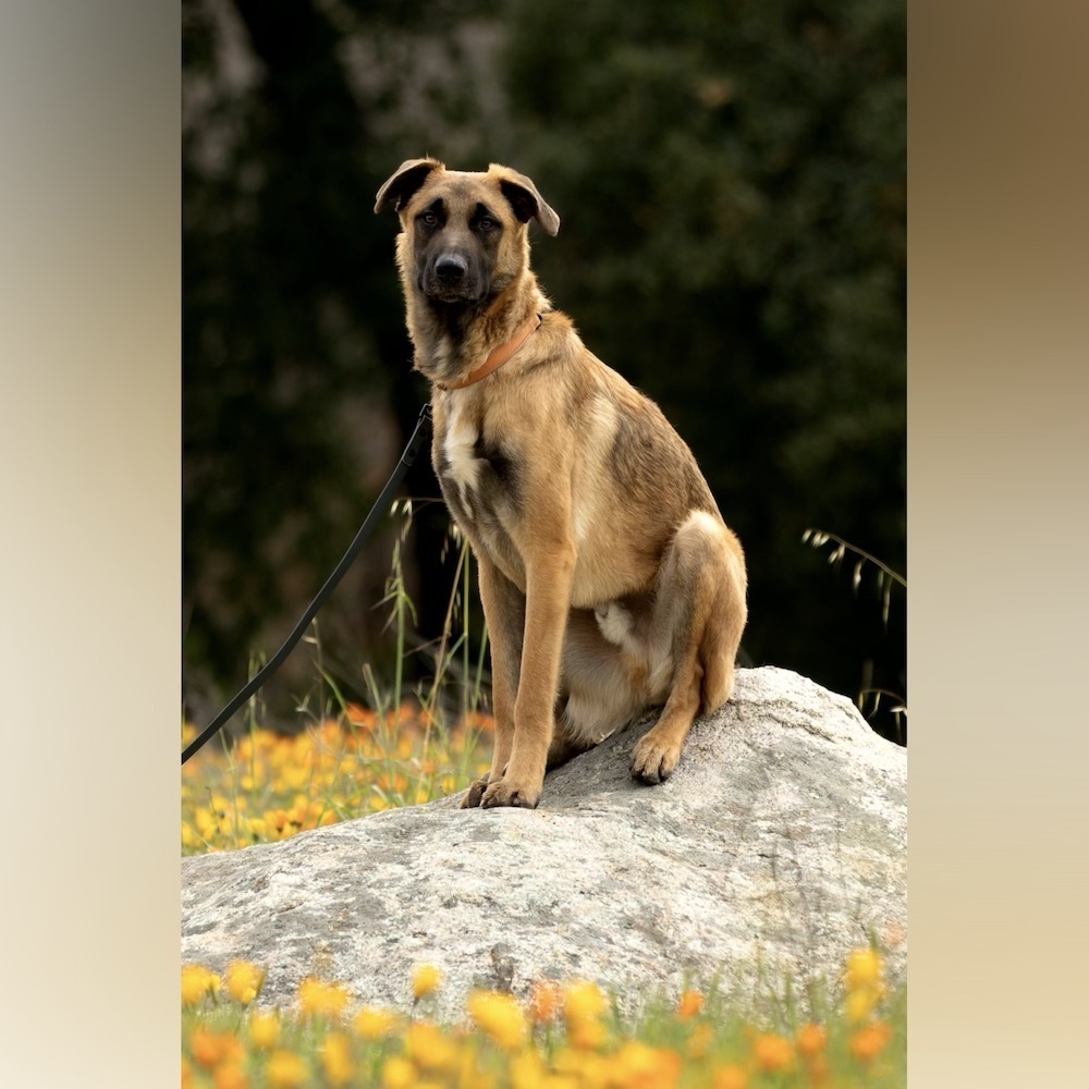 Odin