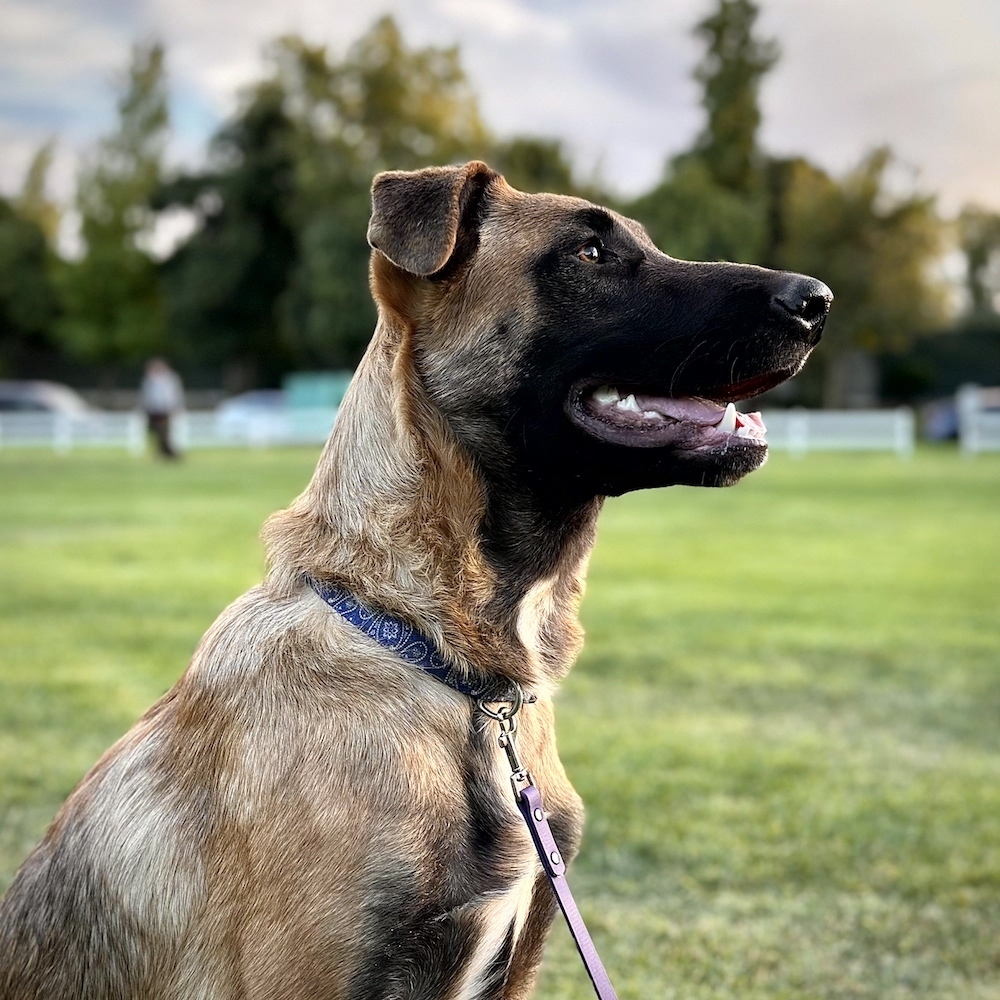 Odin