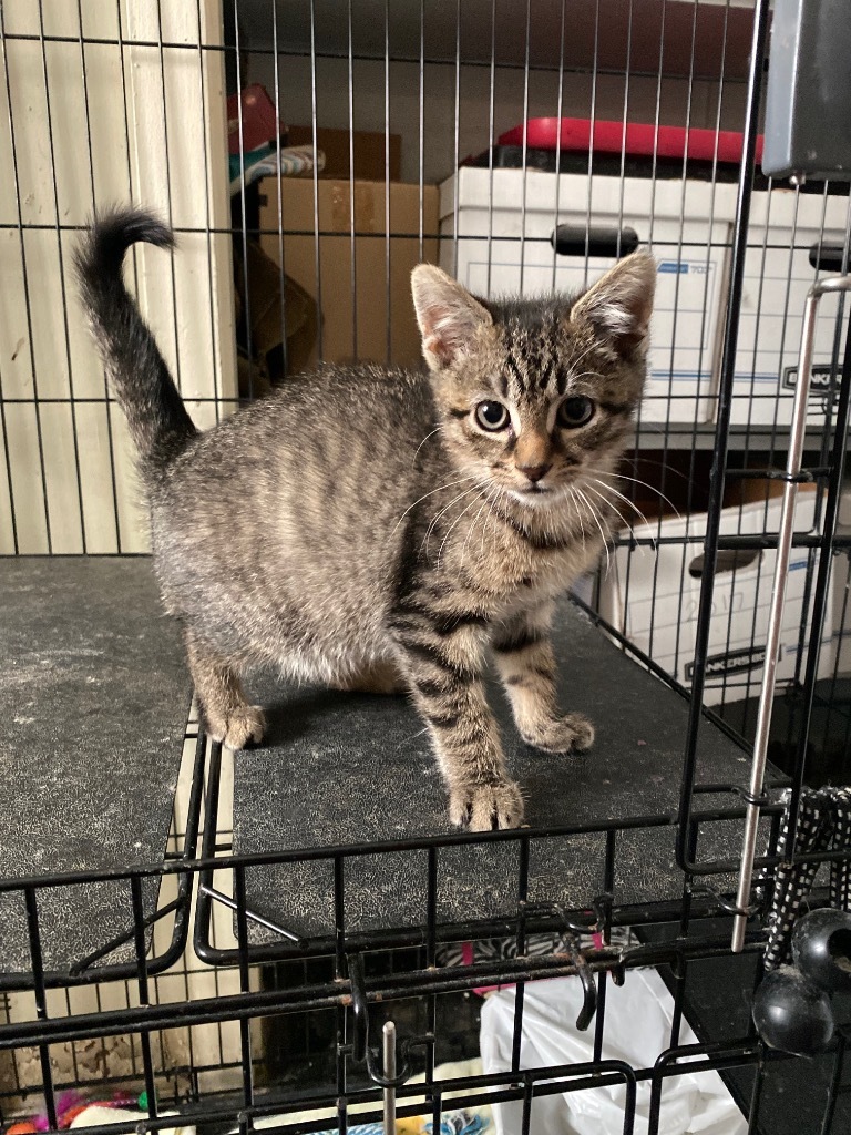 Forest, an adoptable Domestic Short Hair in Eufaula, AL, 36027 | Photo Image 1