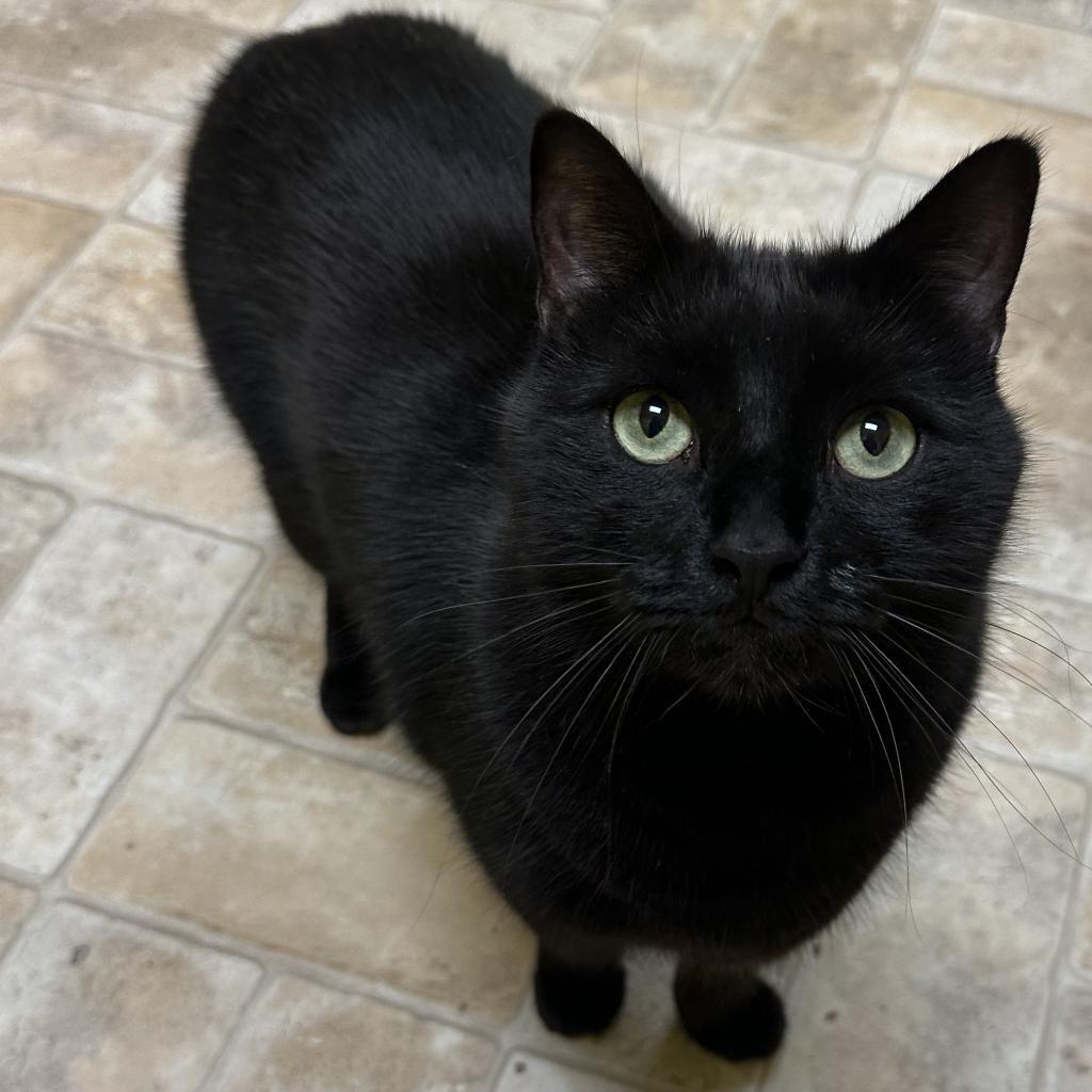 Purrcy, an adoptable Domestic Short Hair in Monroe, LA, 71203 | Photo Image 1