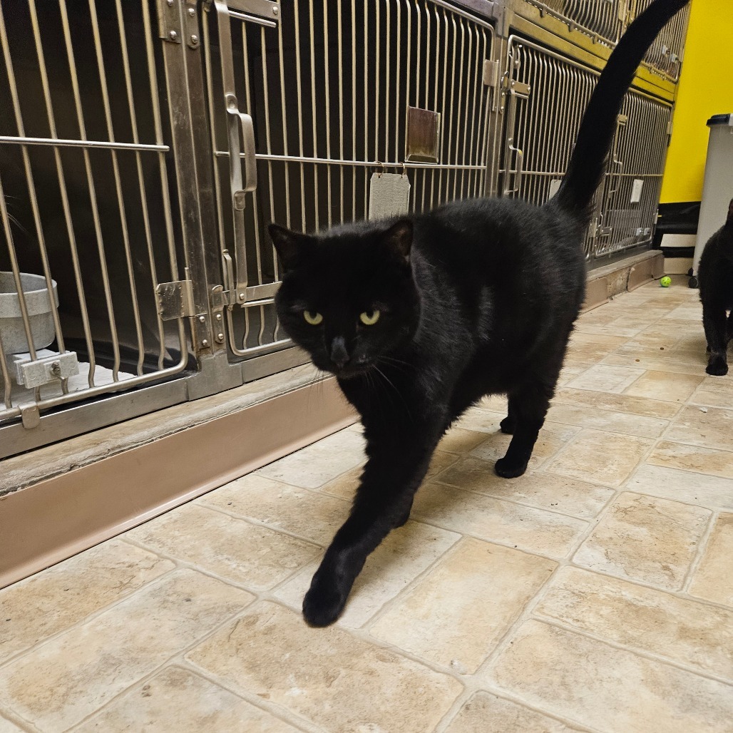 Purrcy, an adoptable Domestic Short Hair in Monroe, LA, 71203 | Photo Image 2